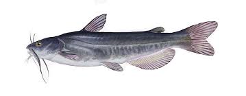 Image result for Ameiurus catus