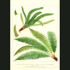Attēlu rezultāti vaicājumam “Polystichum lonchitis”