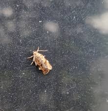 Attēlu rezultāti vaicājumam “Dichelia histrionana”