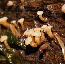 Attēlu rezultāti vaicājumam “Cudoniella clavus”