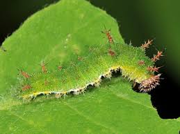 Attēlu rezultāti vaicājumam “Limenitis camilla upperside”