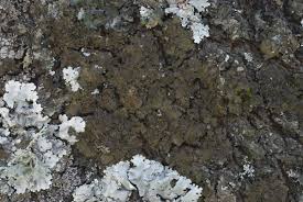 Attēlu rezultāti vaicājumam “Pleurosticta acetabulum”