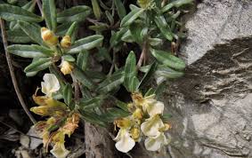 Attēlu rezultāti vaicājumam “Diderma montanum”