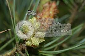Attēlu rezultāti vaicājumam “Pinus sylvestris male flower”