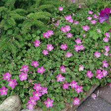 Attēlu rezultāti vaicājumam “Enteridium variabile”