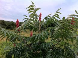Attēlu rezultāti vaicājumam “Rhus typhina”