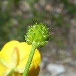 Attēlu rezultāti vaicājumam “Ranunculus auricomus”