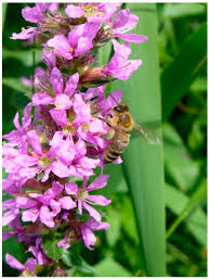 Attēlu rezultāti vaicājumam “Lythrum salicaria fruit”