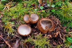 Attēlu rezultāti vaicājumam “Humaria hemisphaerica”