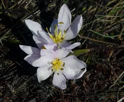 Attēlu rezultāti vaicājumam “Colchicum szovitsii subsp. szovitsii flower”