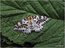 Attēlu rezultāti vaicājumam “Abraxas grossulariata larva”