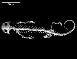 Attēlu rezultāti vaicājumam “Diderma tigrinum stalked”
