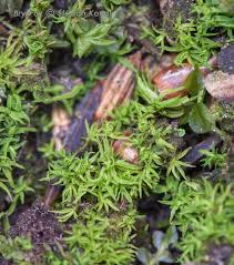 Attēlu rezultāti vaicājumam “Oxystegus tenuirostris”