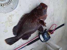 Image result for Hyporthodus quernus