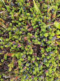 Attēlu rezultāti vaicājumam “Empetrum nigrum”