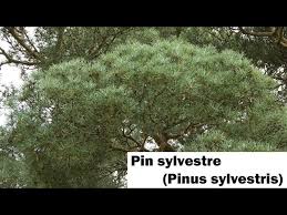 Attēlu rezultāti vaicājumam “Pinus sylvestris var. turfosa”