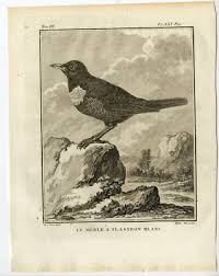 Image result for Turdus torquatus