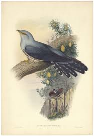 Attēlu rezultāti vaicājumam “Cuculus canorus”