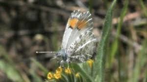 Attēlu rezultāti vaicājumam “Pieridae”