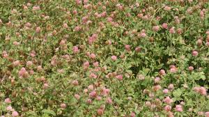 Attēlu rezultāti vaicājumam “Trifolium medium flower”