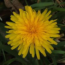 Attēlu rezultāti vaicājumam “Taraxacum officinale aggr.”