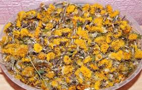 Attēlu rezultāti vaicājumam “Tussilago farfara flower”