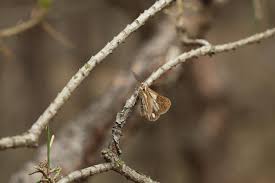 Attēlu rezultāti vaicājumam “Bupalus piniaria male”