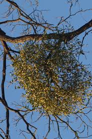 Attēlu rezultāti vaicājumam “Viscum album female flower”