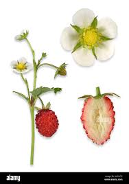 Attēlu rezultāti vaicājumam “Fragaria vesca fruit”