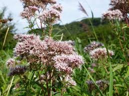Image result for Eupatorium cannabinum
