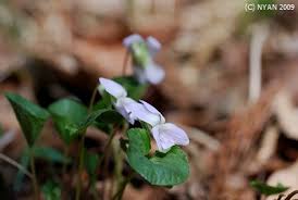 Attēlu rezultāti vaicājumam “Viola mirabilis leaf”