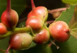 Attēlu rezultāti vaicājumam “Contarinia petioli”