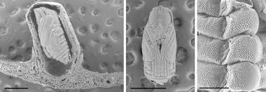 Attēlu rezultāti vaicājumam “Diderma roanense macro”