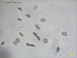 Attēlu rezultāti vaicājumam “Hypoxylon multiforme”