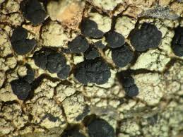 Attēlu rezultāti vaicājumam “Lecidella elaeochroma”