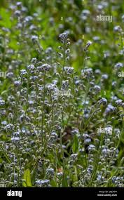 Attēlu rezultāti vaicājumam “Myosotis ramosissima flower”