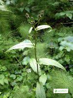 Attēlu rezultāti vaicājumam “Crepis tectorum fruit”