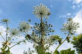 Attēlu rezultāti vaicājumam “Heracleum sosnowskyi flower”