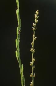 Attēlu rezultāti vaicājumam “Triglochin palustre fruit”