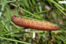 Attēlu rezultāti vaicājumam “Oeneis jutta underside”