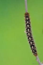 Attēlu rezultāti vaicājumam “Lasiocampa quercus imago”