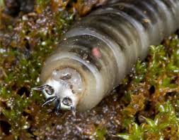 Attēlu rezultāti vaicājumam “Tipulidae larva”