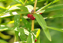 Attēlu rezultāti vaicājumam “Polygonatum verticillatum”