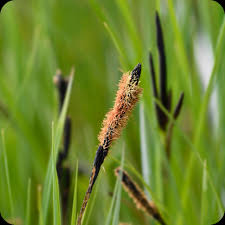 Attēlu rezultāti vaicājumam “Carex nigra”