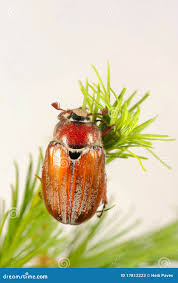 Attēlu rezultāti vaicājumam “Melolontha hippocastani”