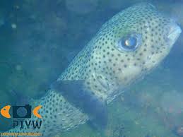 Image result for Diodon hystrix