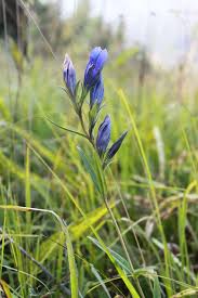 Attēlu rezultāti vaicājumam “Gentiana pneumonanthe”