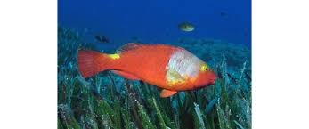 Image result for Diplodus helenae