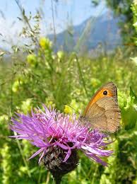 Attēlu rezultāti vaicājumam “Maniola jurtina male”
