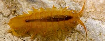 Attēlu rezultāti vaicājumam “Saduria entomon”